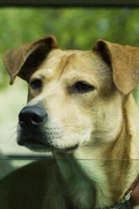 Lucy the Dog